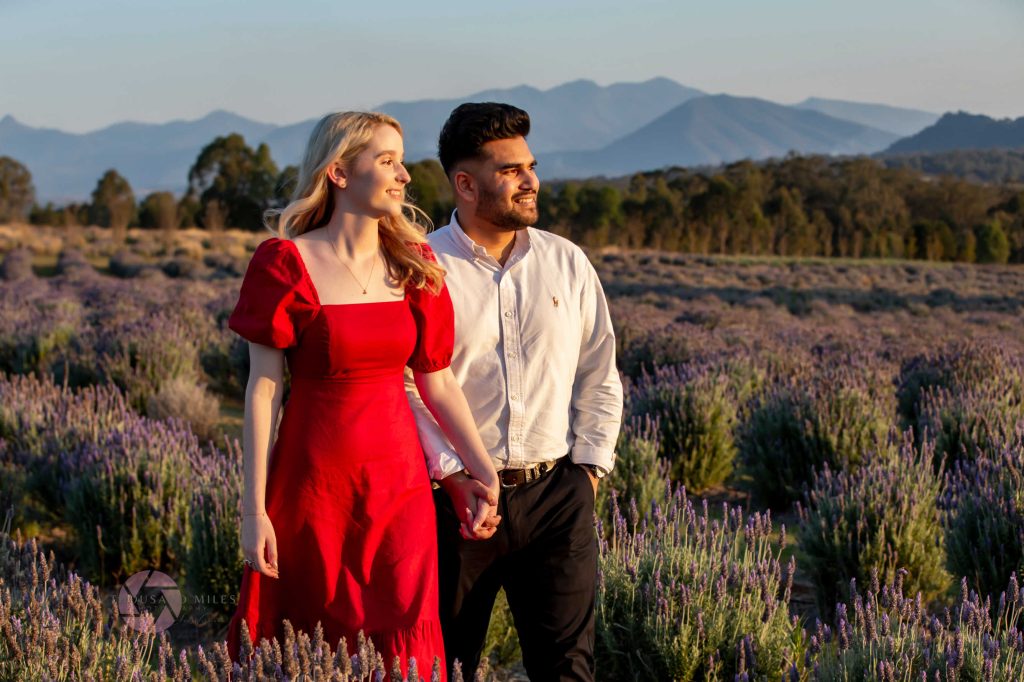 kooroomba lavender fields